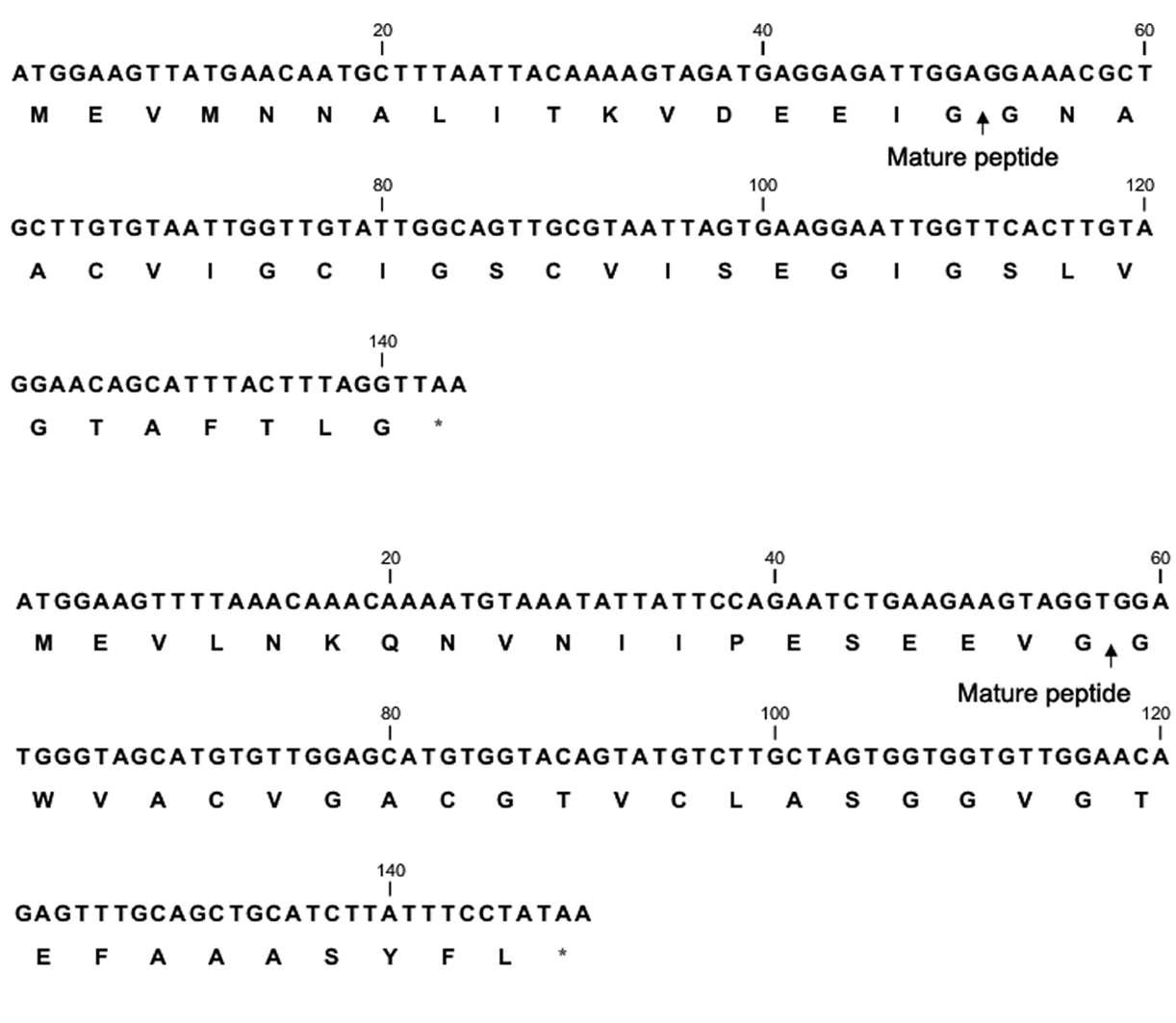 Bacteriocin coding gene 의 유전자 서열