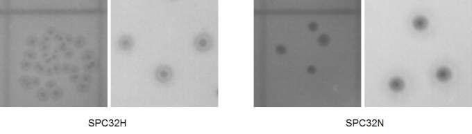 Plaque morphology of SPC32H and SPC32N. Dilutes (10 μl) of each phage stock were spotted on a lawn of S. Typhimurium LT2(c).