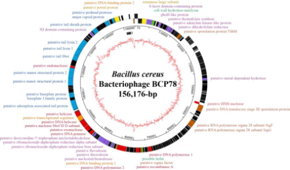 genome map of bacteriophage BCP78