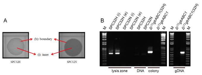 SPC32H can lysogenize host Salmonella, whereas SPC32N biased to the lytic cycle.