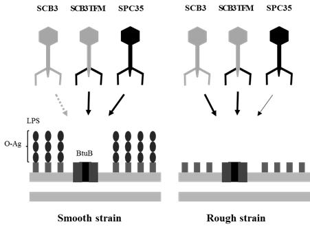 Schematic representation of the infection ability of phages SCB3, SCB3 TFM and SPC35