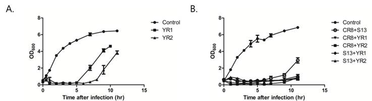 Growth inhibition assay of newly isolated phages against C. sakazakii ATCC 29544