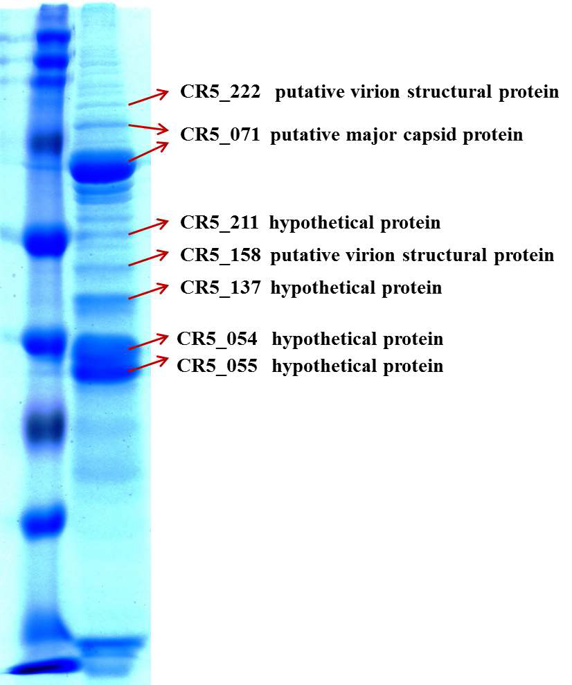 Proteomic analysis of bacteriophage CR5.