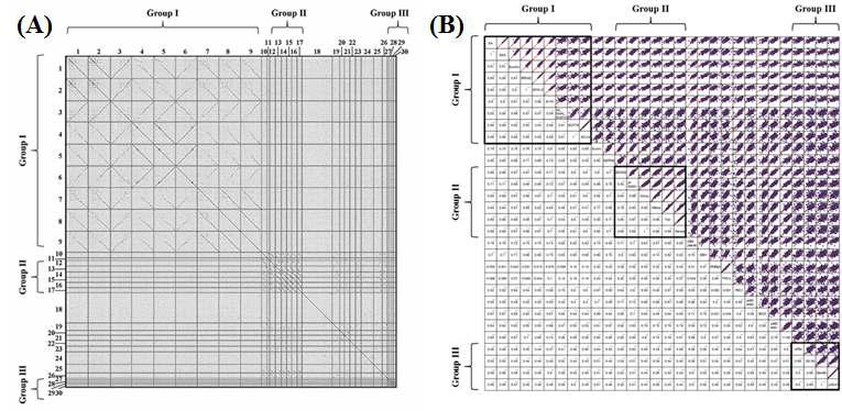 (A) A comparative dot plot analysis of all 30 bacteriophage genomes using the JDotter program with a maximum plot size for 700. (B) Tetra-nucleotide frequency comparisons of 30 B. cereus group phage genomes.