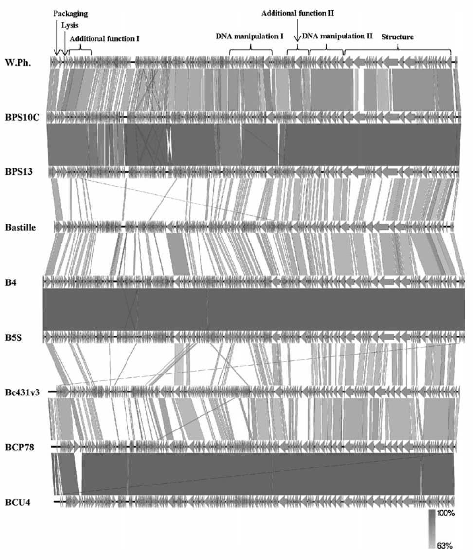 Comparative genomic analysis of phages in the B. cereus sensu lato phage group I at the DNA level using the Easyfig program