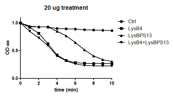 The lytic activity of the purified endolysin LysB4, LysBPS13 and endolysin cocktail (LysB4+LysBPS13) were confirmed using EDTA-treated B. cereus ATCC 10876 cells as a substrate.