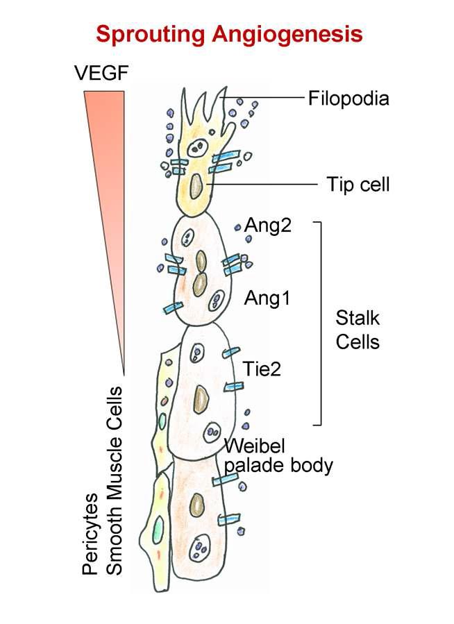 혈관신생발아 과정에서 VEGF-Angiopoietin system의 역할