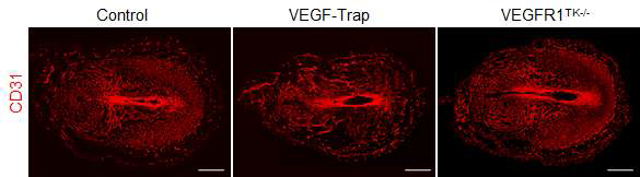 착상 후 임신 4.5일에 VEGF-Trap을 처리한 마우스의 자궁내막 혈관이 임신 6.5일에 현저히 감소 한다(중간). VEGFR1의 활성이 결핍된 마우스의 자궁의 경우 대조군과 비교하여 변화가 없는 것으로 확인되 었다.