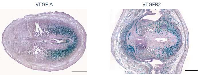 VEGF-A lacZ 마우스와 VEGFR2 lacZ 마우스를 사용하여 발현을 확인하였다. VEGFR2가 자궁내 막 혈관에 전체적으로 발현되는 것과는 달리, VEGF는 탈락막 조직에서 강한 발현을 보였다.