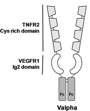 Valpha 처리군에서 망막변증의 특징인 혈관 다발과 대식세포의 수가 감소하였다. 막더변 증나 아질가환 황모반델 에변서성 증v에alp h있a를어 서처 리VE 한GF -결AValpha의 구조: VEGFR1의 Ig domain-2 와 TNFR2의 cystein rich domain 1-4 을 결합하고 Ig의 Fc-domain 연결한 hybrid fusion 단백질