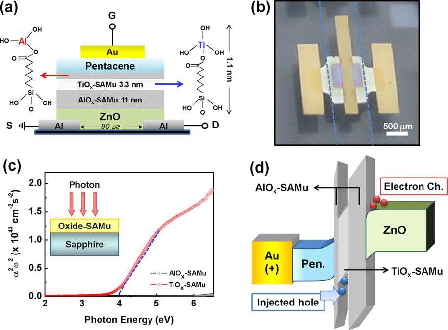 (a)~(b) ZnO/AlOx/TiOx/AlOx/Pentacene/Au 구조의 박막 메모리 트랜지스터의 모식도 및 사진. (c)~(d) 빛 에너지 조사를 통하여 밝혀낸 TiOx의 밴드 구조 분석결과 및 메모리 소자의 밴드 구조.