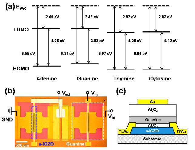 Guanine과 IGZO 기반 전하주입 메모리 소자 모식도와 에너지 다이어그램