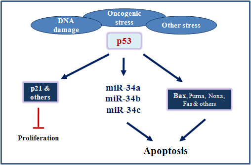 Schematic diagram of miR34-mediated repression of apoptosis by transcriptional activity of p53 (Nature 447, 1130-1134, 2007; Curr Biol 2007, 17, 1298; Mol Cell 2007, 26, 745; Mol Cell 2007, 26, 731)