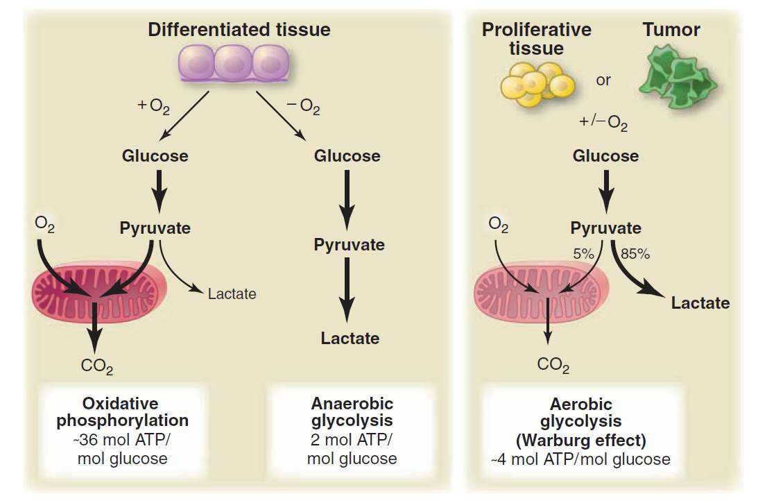 Oxidative phosphorylation, anaerobic glycolysis, aerobic glycolysis. (Science, 324:1029, 2009)