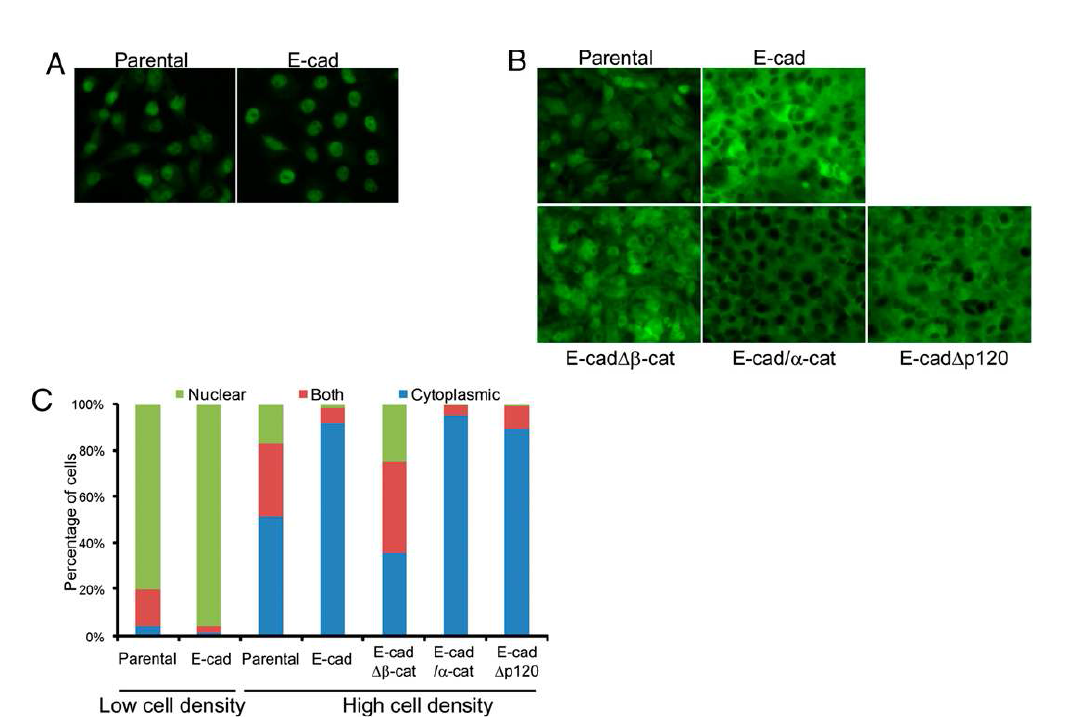 E-cadherin expression regulates cell density-dependent redistribution of YAP from nucleus to cytoplasm. Parental MDA-MB-231 세포주와 doxycycline-inducible full-length E-cadherin, E-cadherin Δβ-catenin, E-cadherin–