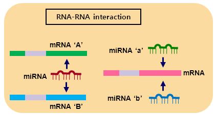 RNA-RNA 상호작용