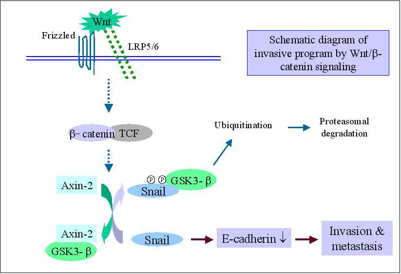 Schematic diagram of stabilization of Snail and regulation of EMT by Wnt-mediated GSK3 regulation. Wnt 신호에 의해 활성화된 Axin2는 GSK3와 결합하여 핵 내부의 GSK3를 세포질로 이동 시키고, 이에 따라 Snail 발현 증가, E-cadherin 발현 억제와 EMT program이 진행됨