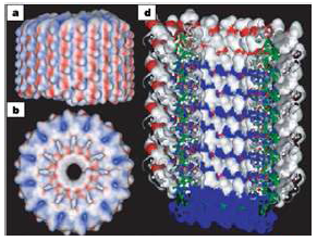 Helical pore