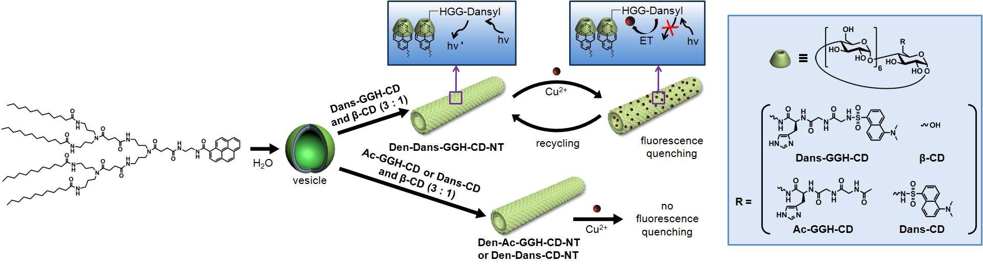 Den-dans-GGH-CD-NT 모식도.