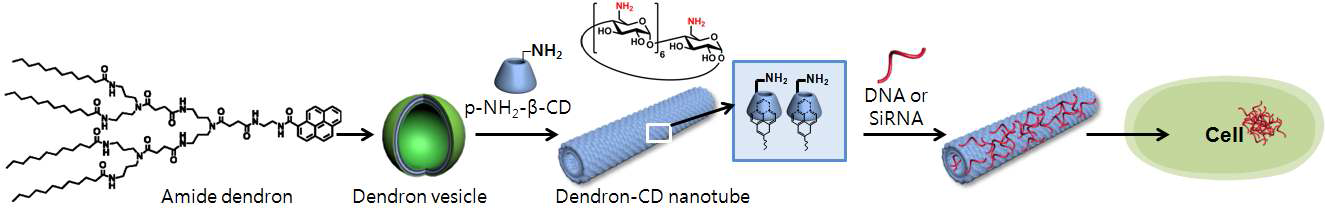 덴드론-CD 나노튜브를 이용한 gene delivery 모식도.