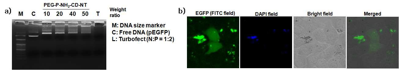 (a) PEG-p-NH2-CD-NT를 이용한 DNA retardation test. (b) PEG-p-NH2-CD-NT를 이용한 EGFP plasmid DNA의 transfection.