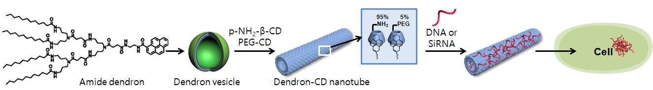 분산 stability를 향상시킨 덴드론-CD 나노튜브를 이용한 gene delivery 모식도.