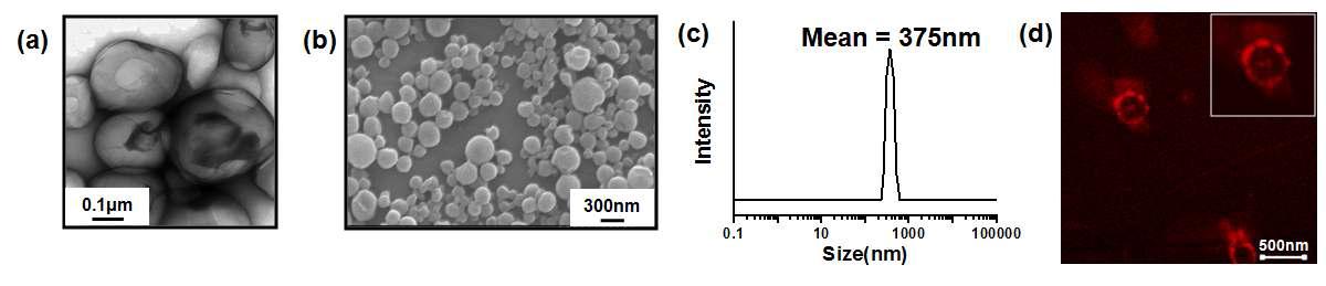 TEM (a) and FE-TEM (a) and FE-SEM (b) images of 2G-PhePhe in H2O. (c) DLS data of 2G-PhePhe in H2O (20 μM). (d) CLSM image of 2G-PhePhe in H2O (20 μM). Nile red was encapsulated in the vesicular membrane of 2G-PhePhe.