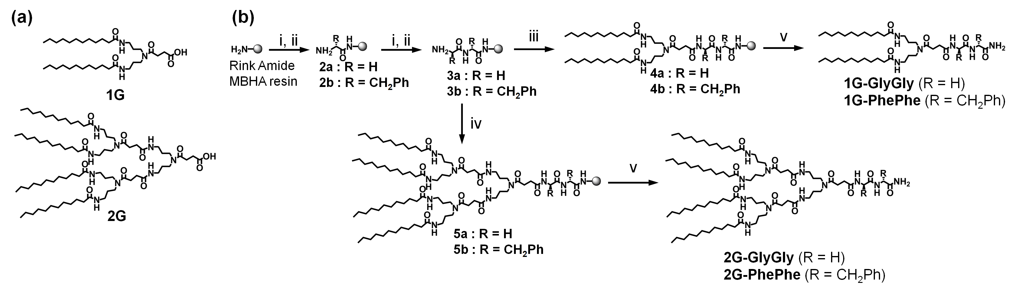 (a) The structure of dendron (1G and 2G). (b) Synthetic routes to dendron-peptide conjugates. Conditions: i) Fmoc-Gly-OH (for 2a and 3a) or Fmoc-Phe-OH (for 2b and 3b), HOBt, DIPC, microwave (150 W, 85 oC), 8 min.; ii) piperidine/DMF (2:8 v/v), 15 min., R.T.; iii) 1G, HOBt, DIPC, microwave (150 W, 85 oC), 8 min.; iv) 2G, HOBt, DIPC, microwave (150 W, 85 oC), 8 min.; v) TFA/H2O (9.5:0.5 v/v) 4 h, R.T.