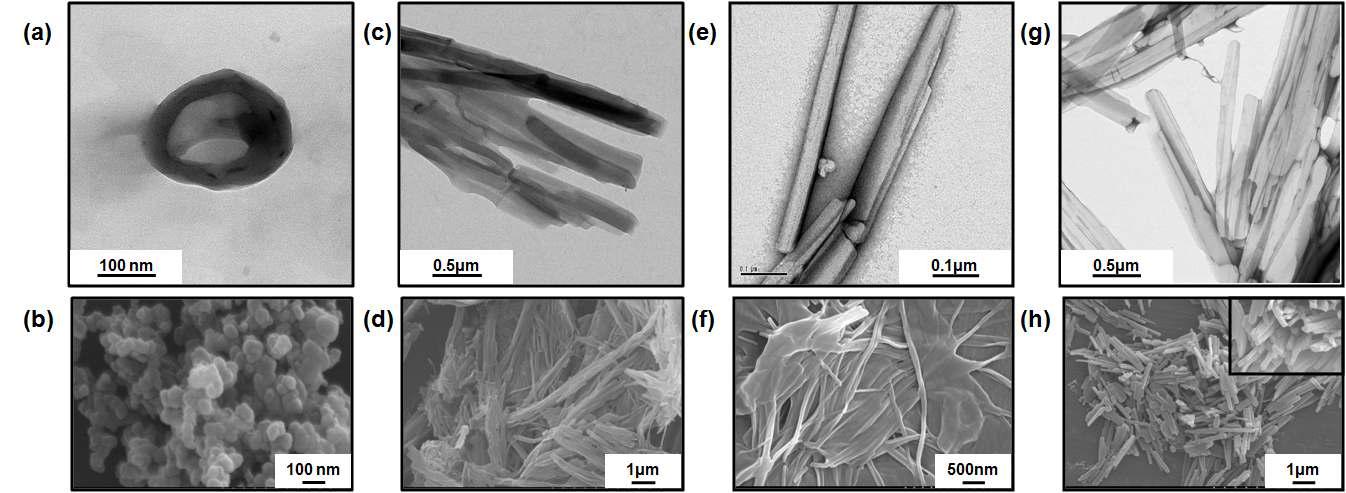 TEM (a, c) and FE-SEM (b, d) images of 2G-GlyGly (a, b) and 1G-GlyGly (c, d) in H2O. TEM (e, g) and FE-SEM (f, h) images of 2G-GlyGly (e, f) and 1G-GlyGly (g, h) in HFIP/H2O (1:100 v/v, 400 μM).