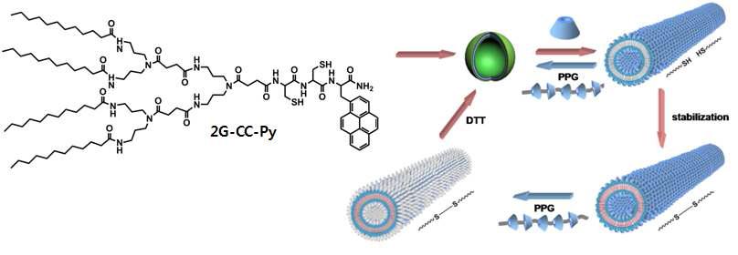 2G-CC-Py의 구조 및 자기조립체의 구조안정화 모식도.