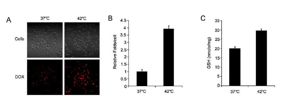 온도에 따른 세포 내 약물 방출 (A) confocal images (37℃, 42℃) (B) 온도에 따른 fluorescence intensity (DOX / A549 cell) (C) 온도에 따른 A549 cell의 GSH농도.