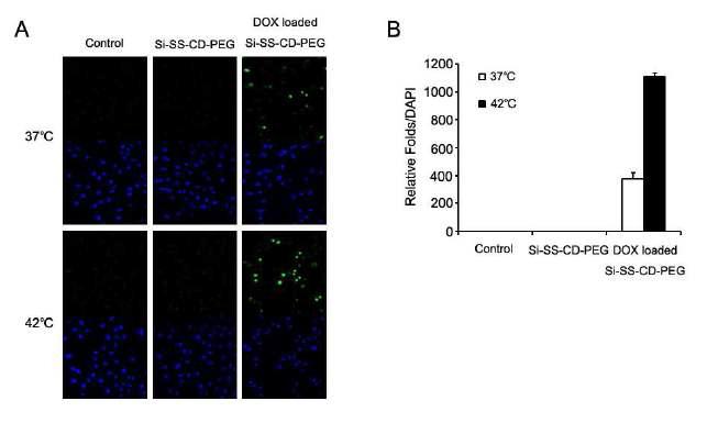 온도에 따른 free or DOX-loaded Si-SS-CD-PEG를 처리한 A549의 apoptosis level.