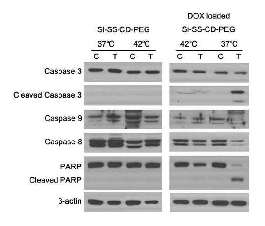 Hyperthermia 효과에 의한 free 또는 DOX-loaded Si-SS-CD-PEG를 처리한 cell의 caspase activity의 차이.