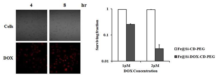 실리카 나노입자의 intracellular release 거동과 A549 cell의 clonogenic servival.