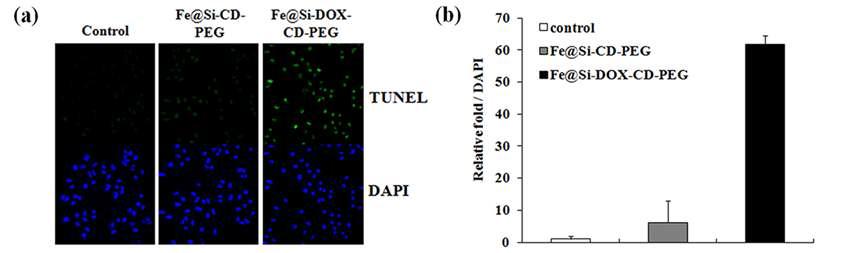 실리카나노입자가 처리된 A549 cell의 TUNEL assay(a)와 DAPI의 형광세기 비교(b).