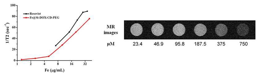 농도에 따른 Fe@Si-DOX-CD-PEG의 T2 relaxation time.