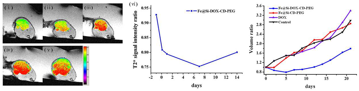 Fe@Si-DOX-CD-PEG를 주입한 mouse의 T2-weighted gradient-echo MR image와 시간 에 따른 tumor volume의 변화.