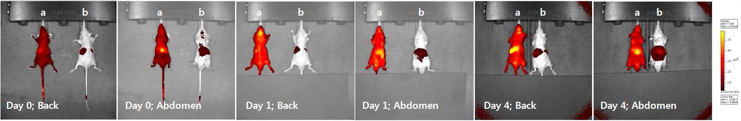 Verification of the fluorescent activity of Si-Cy5.5 in vivo i.v. injection.