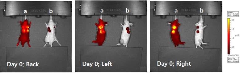 Verification of the fluorescent activity of Si-Cy5.5 in vivo s.c. injection.