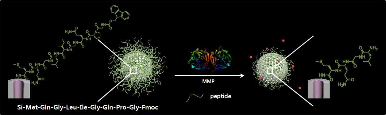 MMP에 의해 release되는 실리카 나노입자의 모식도.