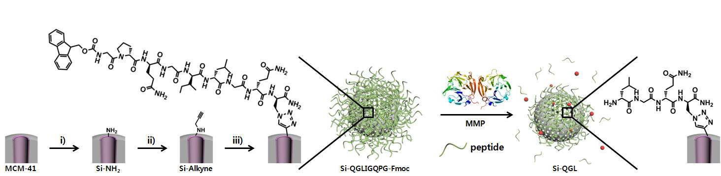 Click reaction을 통해 도입된 MMP-cleavable peptide gatekeeper를 이용한 실리카 나노입 자의 모식도. i) APTES, ii) propagyl bromide, iii) calcein loading, N3-QGLIGQPG-Fmoc, sodium ascorbate, copper sulfate.