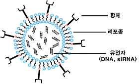 표적세포 특이적 항체를 보유한 리포좀