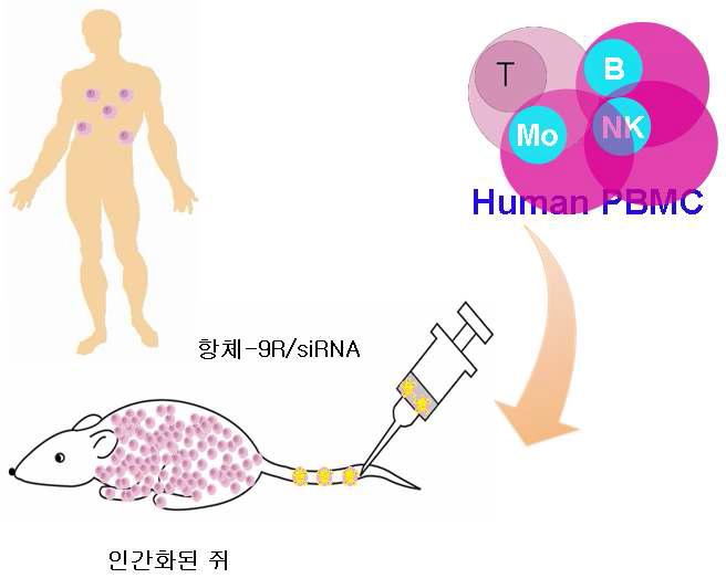 인간화된 쥐의 생성과정 모식도