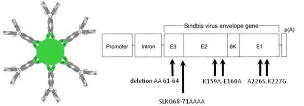 CD7 단일클론 항체의 Fc부분과 결합이 가능한 ZZ를 포함하는 Sindbis 바이러스의 모식도. Sindbis의 결합부위인 E2부위에 ZZ를 발현하는 외피막 유전자 제조함