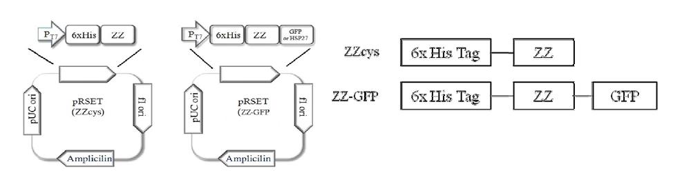 ZZ 단백질 발현을 위한 벡터 제조