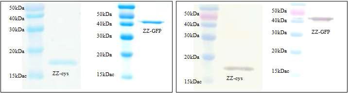 ZZ-cys와 ZZ-GFP 단백질의 SDS-PAGE와 Western bolt