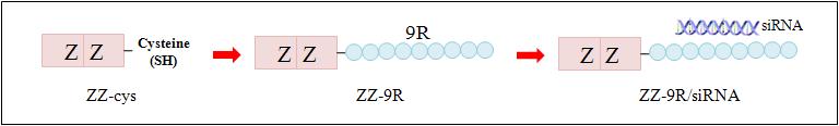 ZZ-9R/siRNA 전달체