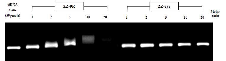 몰비에 따른 ZZ 단백질과 ZZ-9R의 siRNA 결합 정도 확인