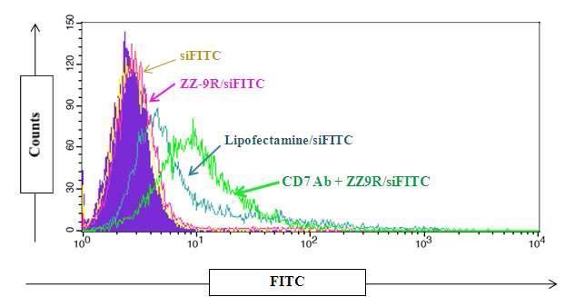항-CD7 항체와 결합된 ZZ9R에 의한 Jurkat 세포로의 siRNA의 전달