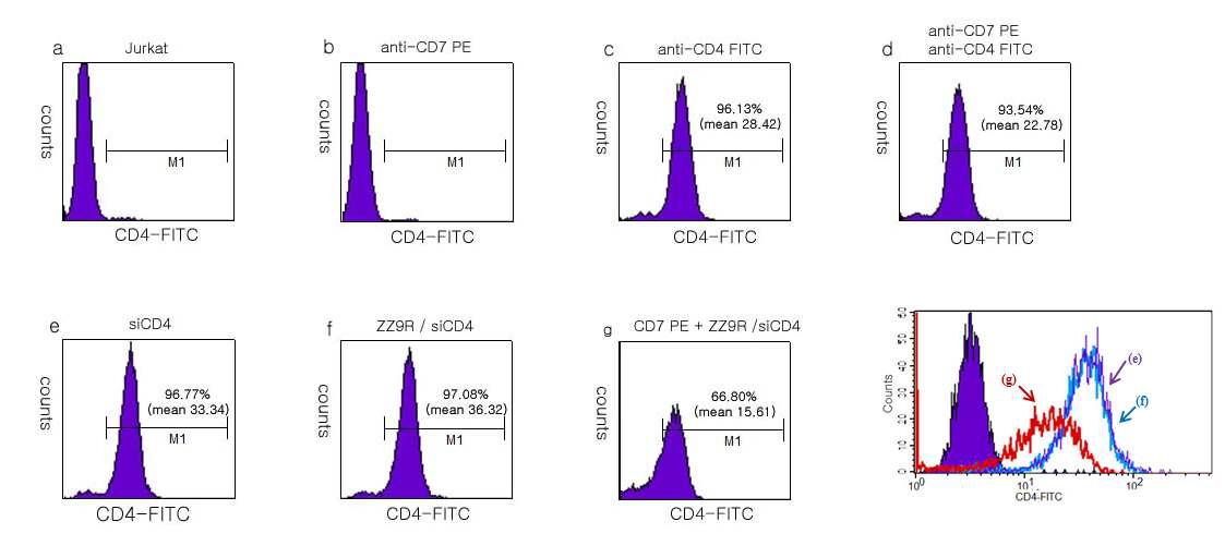 Jurkat 세포에서 항 CD7 항체와 결합한 ZZ-9R/siCD4 복합체의 siRNA의 전달을 확인